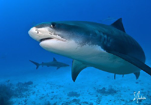 This particular Tiger Shark tries to show her best side. ... by Steven Anderson 